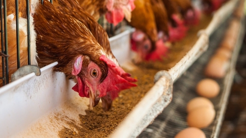 Influenza aviaire : nouveau foyer détecté en Mayenne